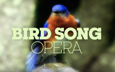 Bird song opera